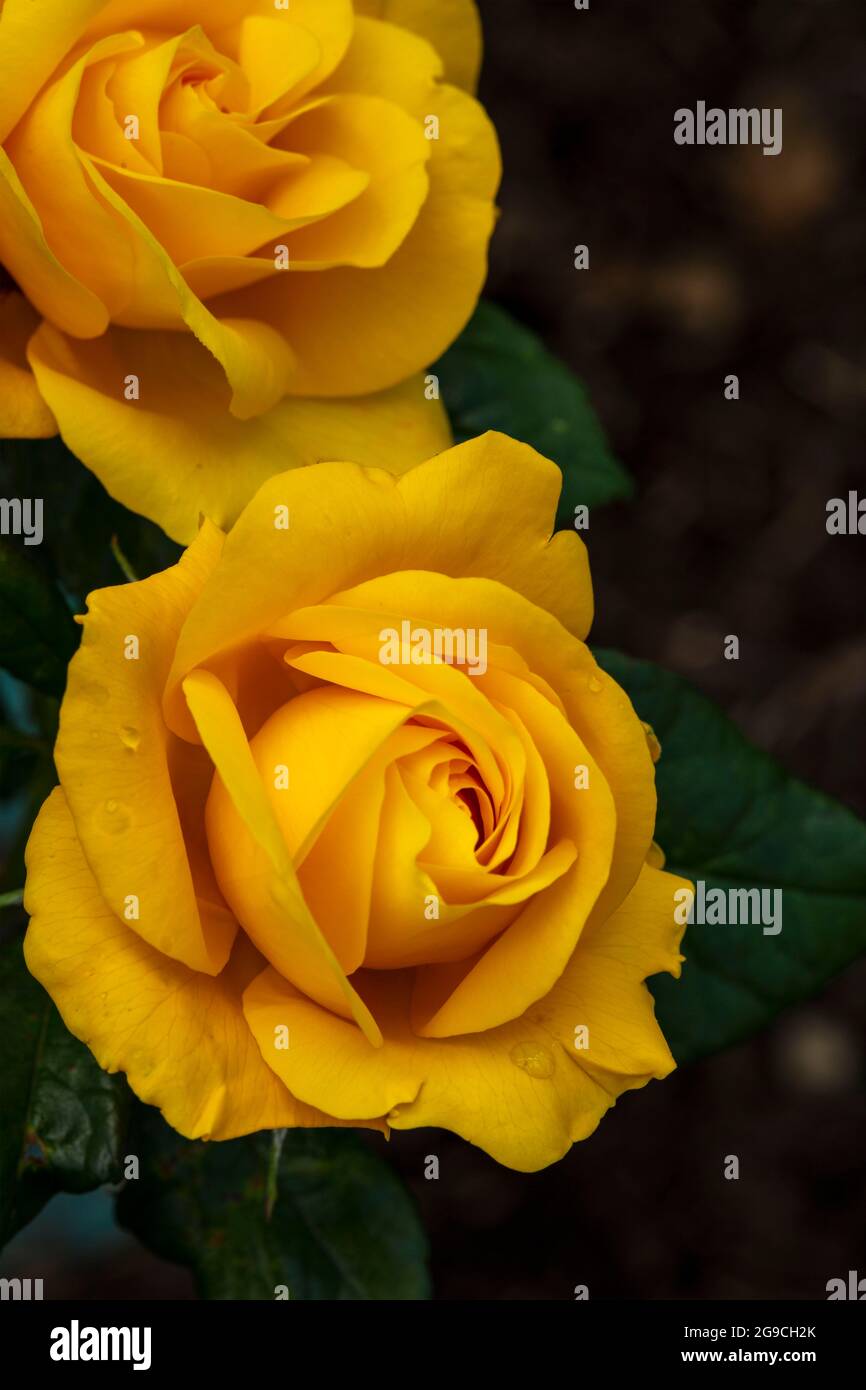 Romantische und lebendige Rosa Goldene Hochzeit, natürliche Blumenportrait Stockfoto