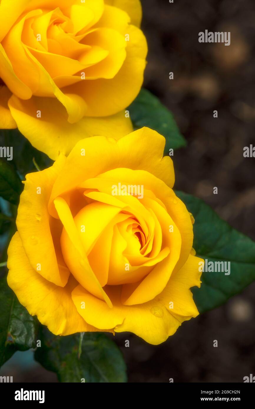 Romantische und lebendige Rosa Goldene Hochzeit, natürliche Blumenportrait Stockfoto