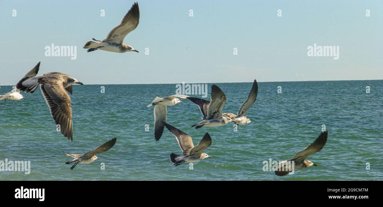 Captiva Island, Florida, Usa. Lachende Möwen fliegen nahe der Küste. Stockfoto
