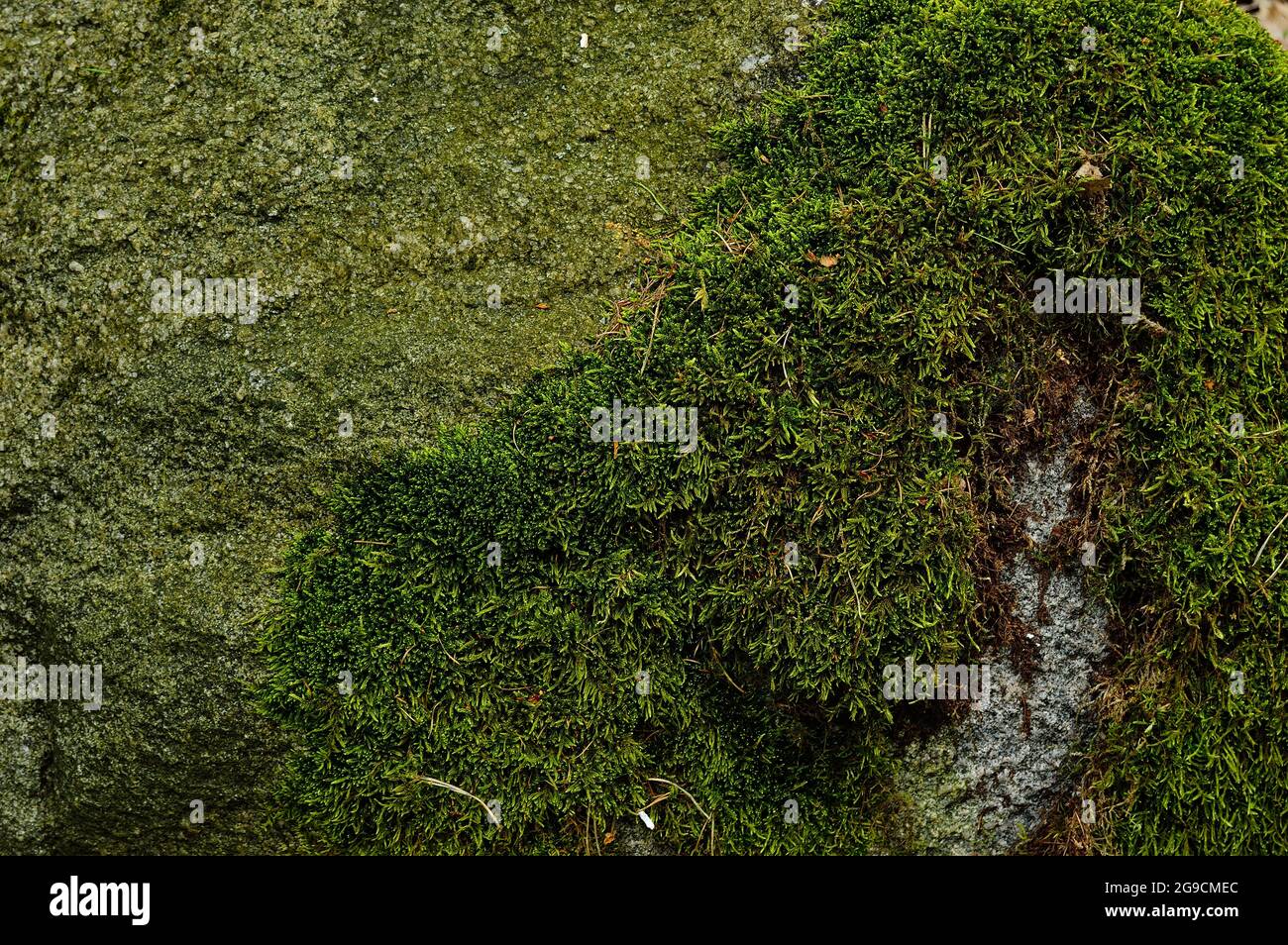 Moosiger Stein im Wald zwischen alten Blättern. Sommer. Stockfoto