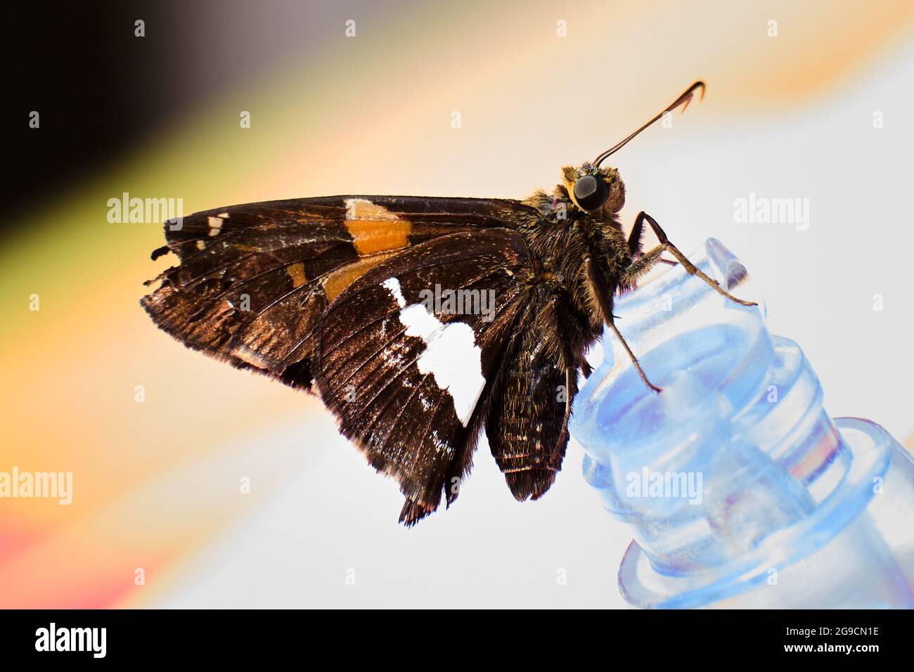 Der silberfarbene Schmetterling sitzt auf der Luftklappe Stockfoto