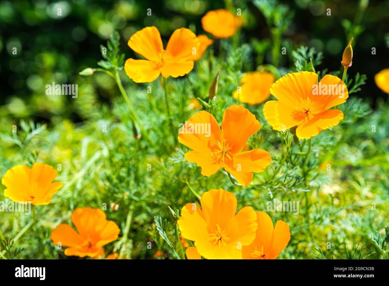 Draufsicht auf blühende kalifornische Mohnblumen auf einem Feld Stockfoto