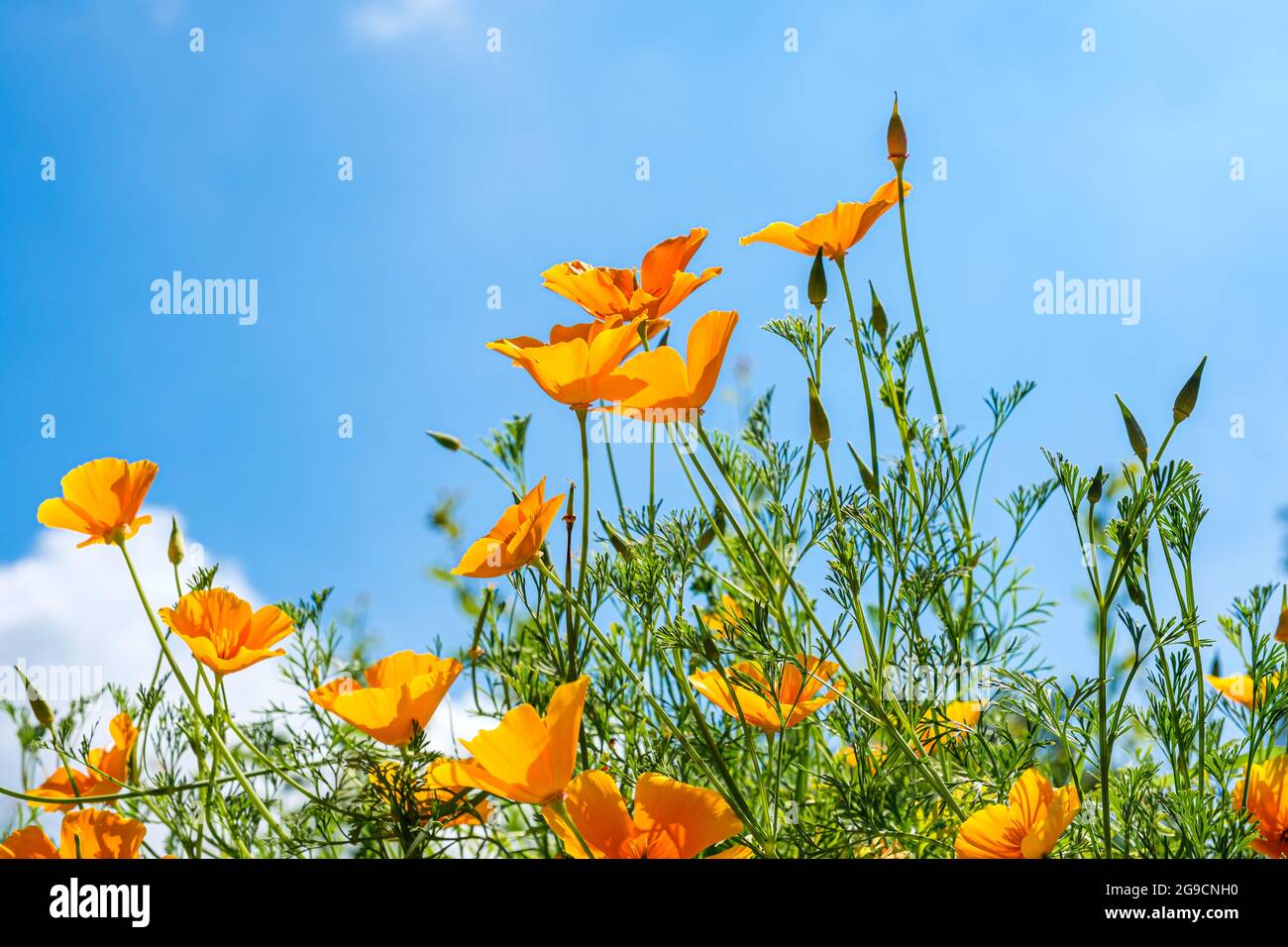Blick aus der Froschperspektive auf blühende kalifornische Mohnblumen vor einem blauen Himmel Stockfoto