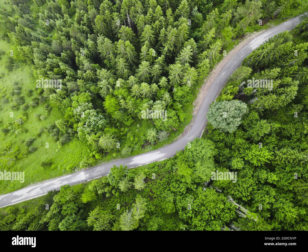 Blick aus der Vogelperspektive auf die Straße, die durch wunderschöne grüne Kiefernwälder führt Stockfoto