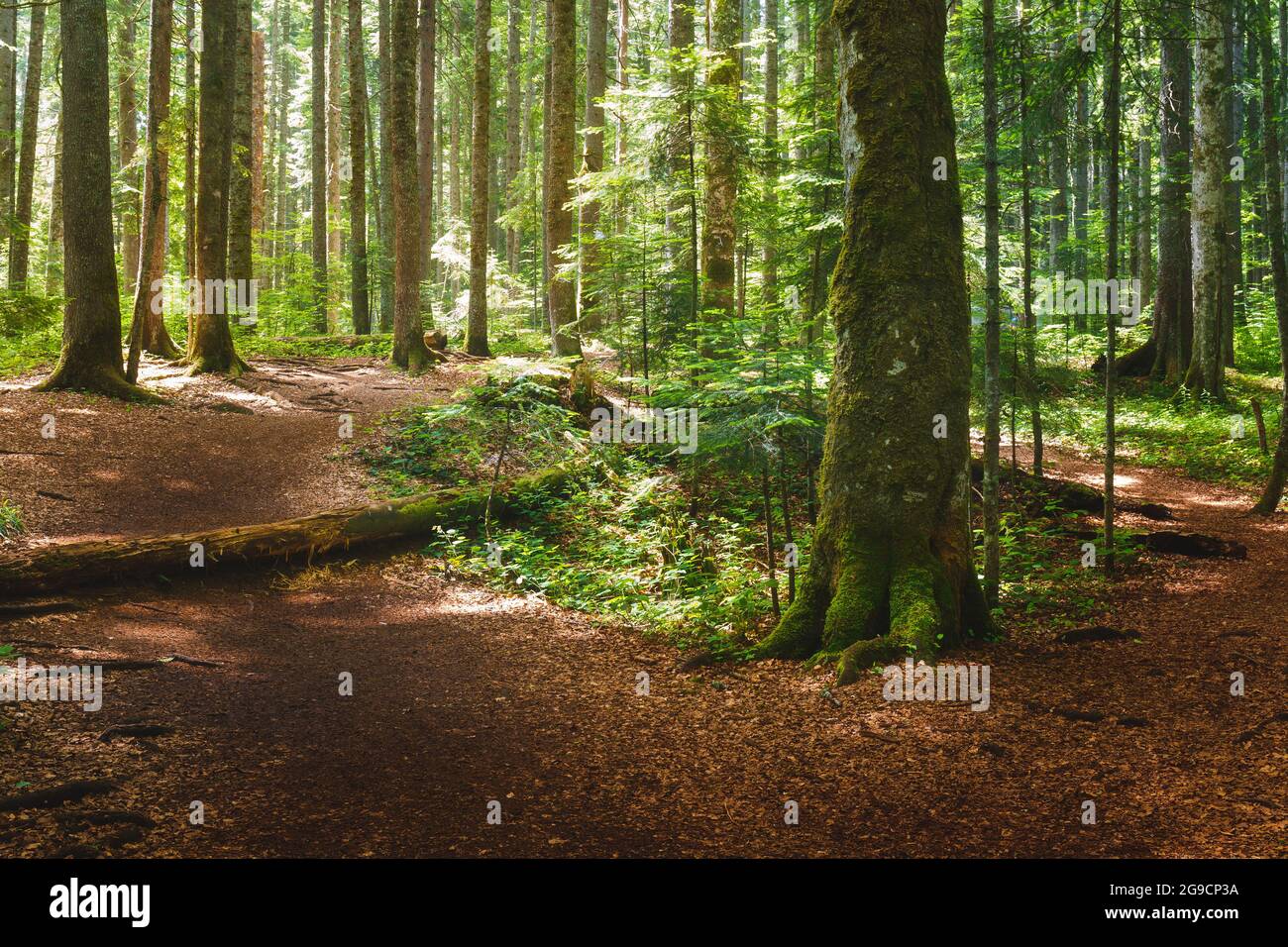 Weg in dichten grünen Wald. Der schöne dichte grüne Wald mit einer Vielzahl von Bäumen und Pflanzen auf einem Berg im Sommer. Stockfoto
