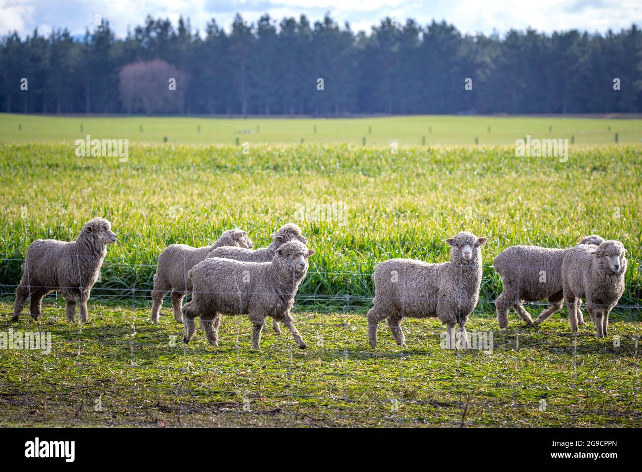 Eine Herde von Schafen, die im Winter auf einem Feld auf einem Bauernhof in Neuseeland fressen Stockfoto