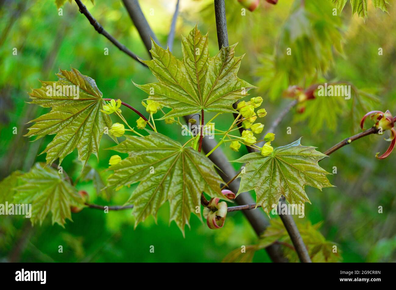 Junge Kastanienblätter in der weichen Morgensonne. Feder. Stockfoto