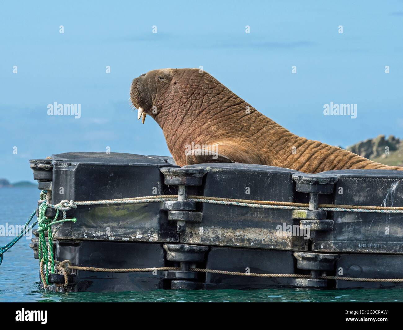 Walrus (Odobenus rosmarus), St. Mary's, Isles of Scilly, England Stockfoto