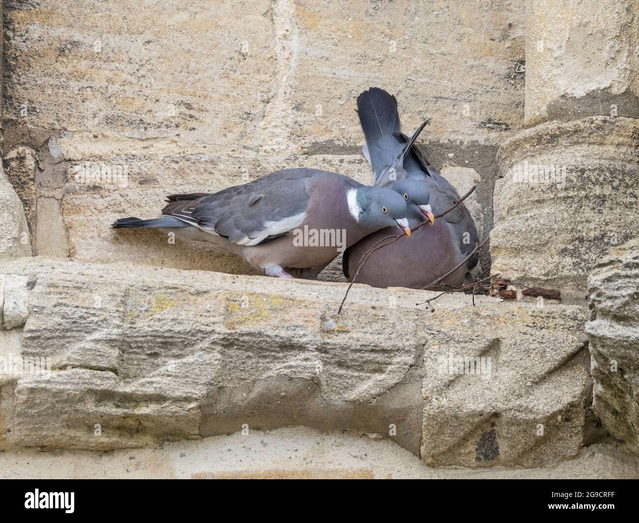 Paar von Woodpigeon (Columba palumbus), die ein Nest bauen, Ely, Cambridgeshire, England Stockfoto