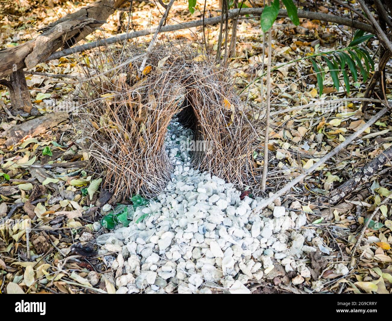 Großer Bogenvögel (Chlamydera nuchalis), Mount Hart, Wunaamin Conservation Park, Kimberley, Western Australia. Stockfoto