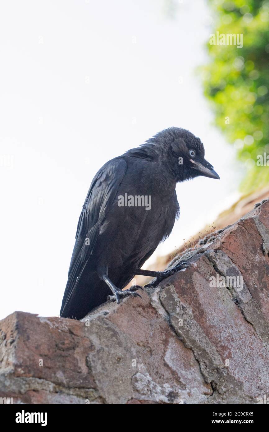 Dohlen (Corvus monedula). Jugendlich. Junger Vogel. Auf einer Ziegelwand stehend. Mitglied der Krähenfamilie oder der Corvidfamilie. Passantin. Hellgelb g Stockfoto