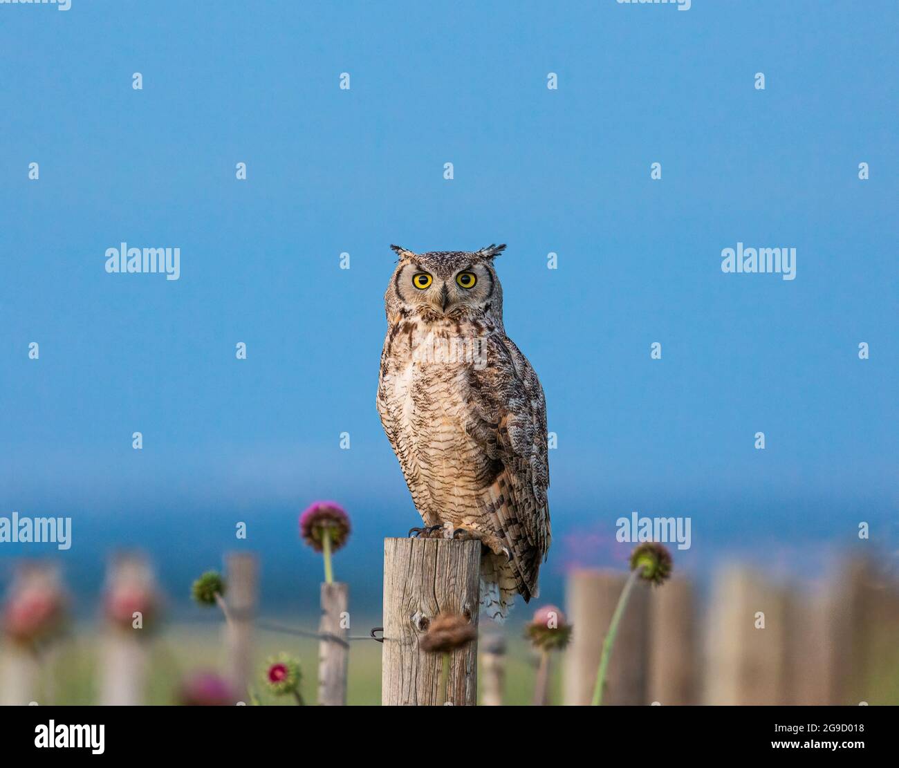 Die große gehörnte Eule, die auf einem Zaunpfosten thront, beginnt ihre Jagd für die Nacht zu machen Stockfoto