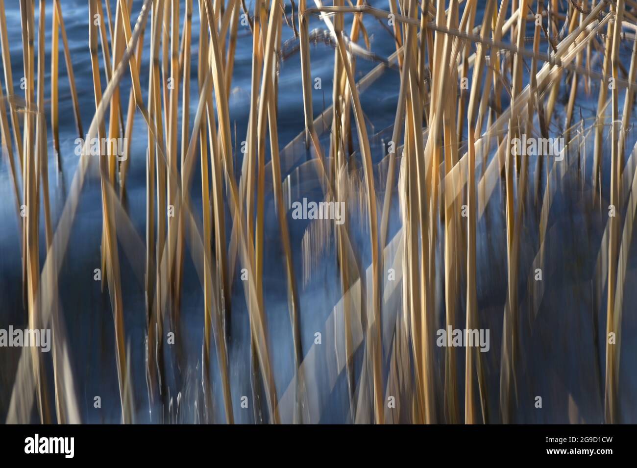 Goldene Schilfhalme in blauem Meerwasser verschmiert und in Bewegung Unschärfe bewegen sich im Wind, abstrakter Naturhintergrund, Kopierraum, ausgewählter Fokus, schmal Stockfoto
