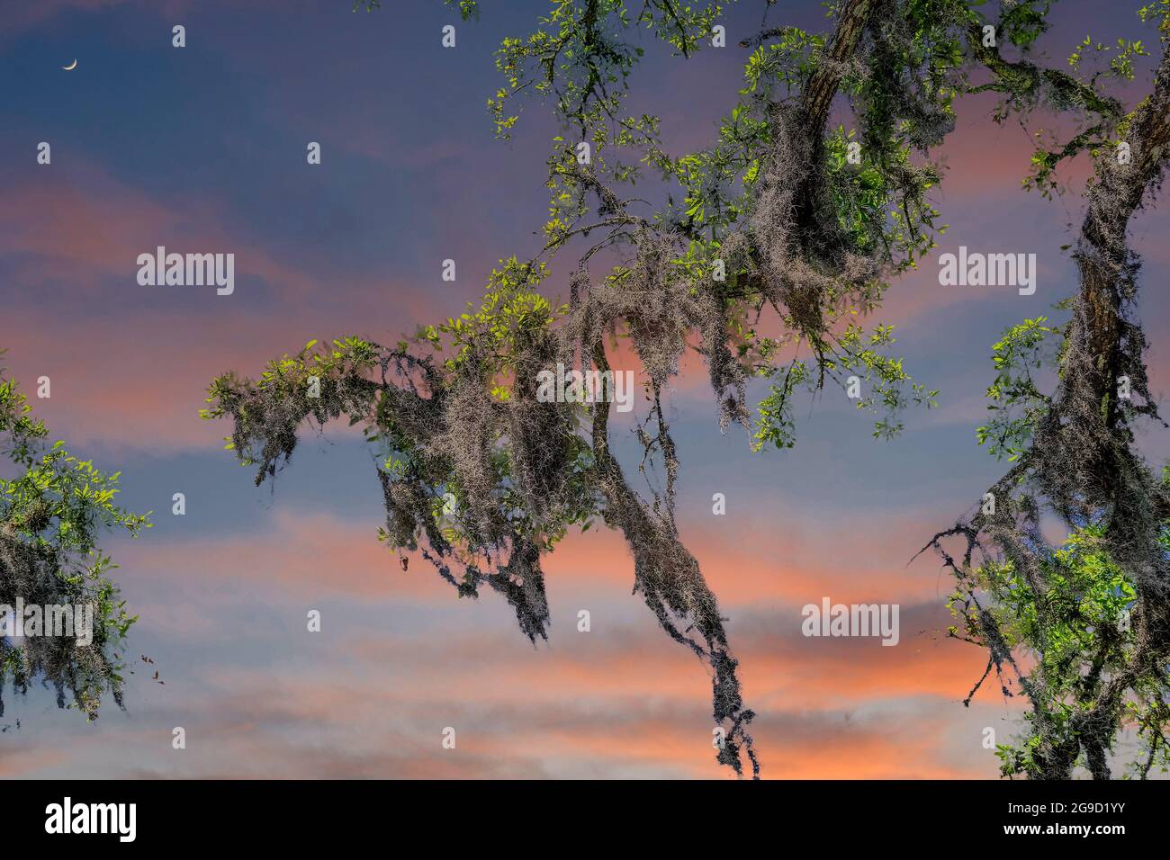 Spanischer Moos auf lebender Eiche bei Dämmerung Stockfoto