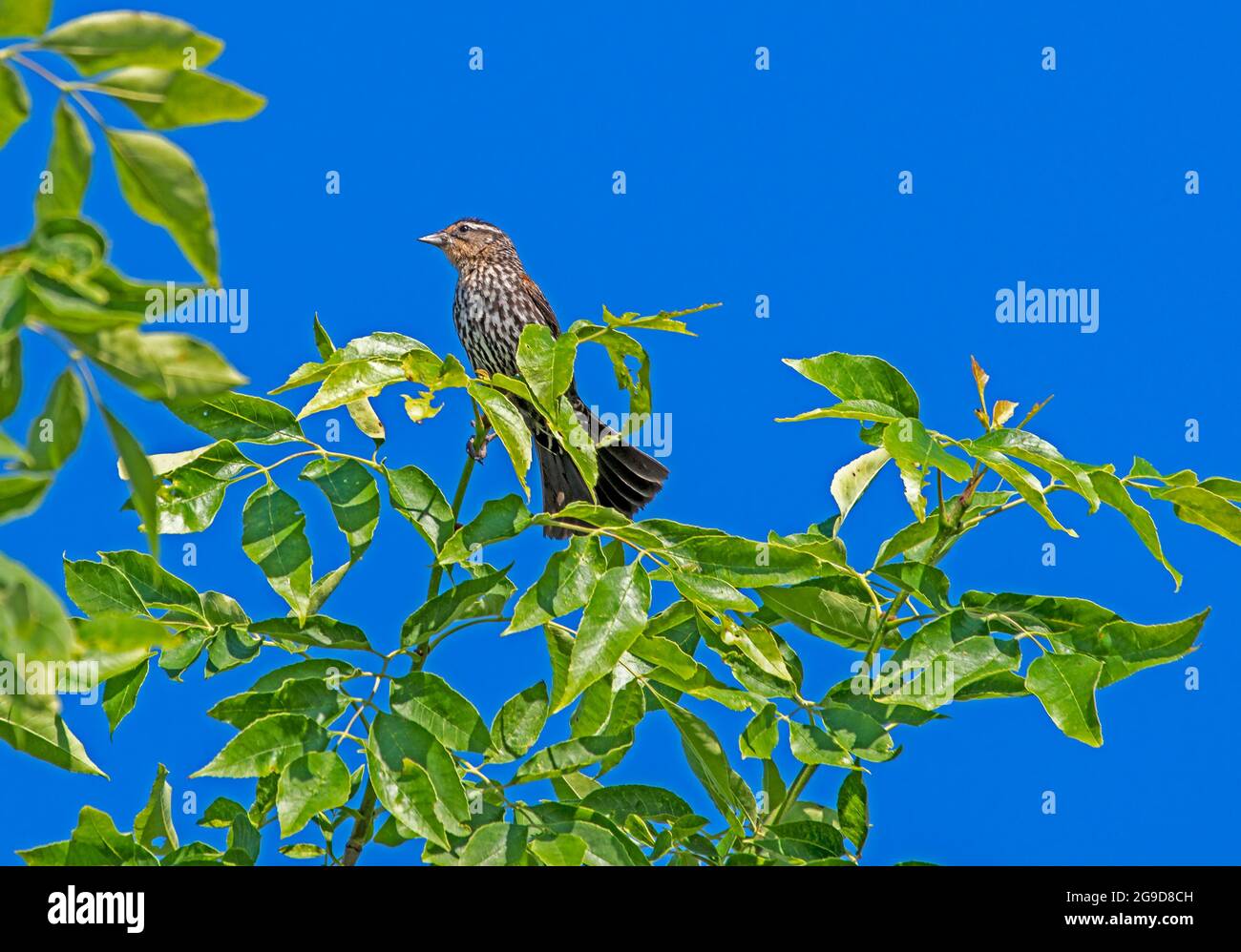 Rotflügeliger Amsel Agelaius phoeniceus Weibchen thront auf der Baumspitze. Stockfoto