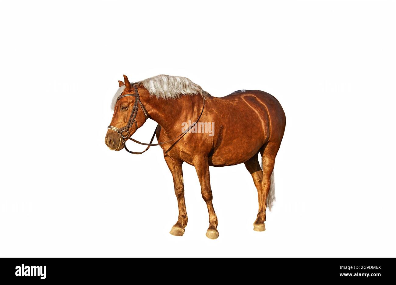 Braunes Pferd mit flachsfarbener Mähne auf weißem Hintergrund Stockfoto