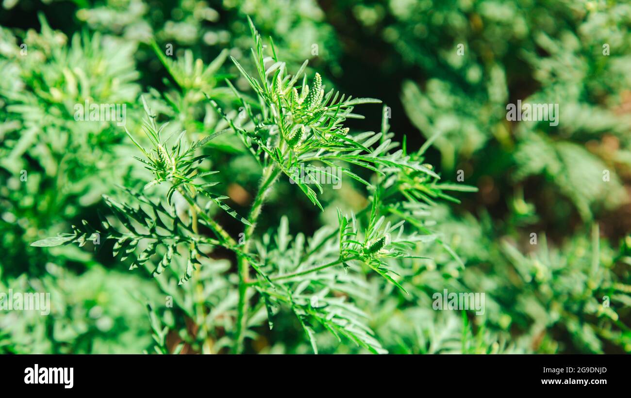 Ragweed Pflanzenallergen, giftiges Wiesengras. Blühender Ambrosia-Busch. Allergie gegen Ambrosia. Blühende Pollen artemisiifolia ist Gefahr Allergen in Stockfoto