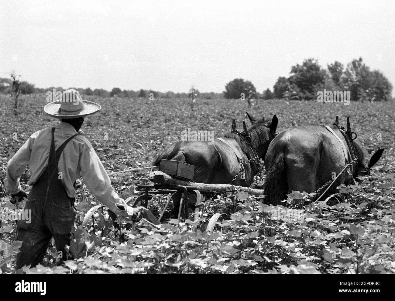 Die Southwest Alabama Farmers Cooperative Association wurde 1967 von Albert Turner als wirtschaftlicher Anstoß gegründet, um schwarzen Südstaatlern den Besitz und die Erhaltung ihres eigenen Landes zu ermöglichen. Dies war eine wichtige, aber weitgehend übersehene Entwicklung der Bürgerrechte im tiefen Süden. Stockfoto