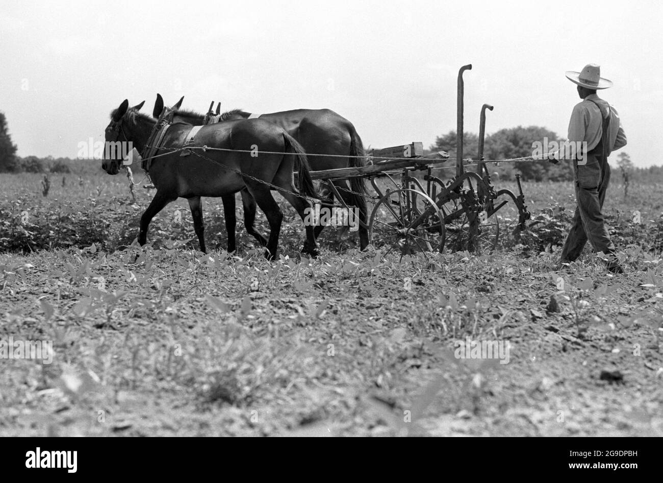 Die Southwest Alabama Farmers Cooperative Association wurde 1967 von Albert Turner als wirtschaftlicher Anstoß gegründet, um schwarzen Südstaatlern den Besitz und die Erhaltung ihres eigenen Landes zu ermöglichen. Dies war eine wichtige, aber weitgehend übersehene Entwicklung der Bürgerrechte im tiefen Süden. Stockfoto