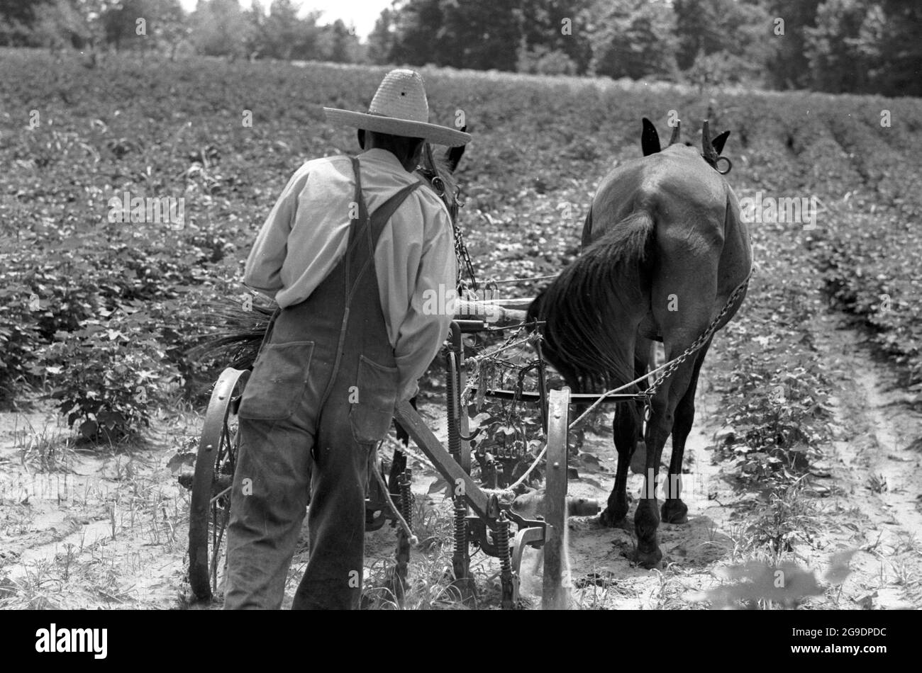Die Southwest Alabama Farmers Cooperative Association wurde 1967 von Albert Turner als wirtschaftlicher Anstoß gegründet, um schwarzen Südstaatlern den Besitz und die Erhaltung ihres eigenen Landes zu ermöglichen. Dies war eine wichtige, aber weitgehend übersehene Entwicklung der Bürgerrechte im tiefen Süden. Stockfoto