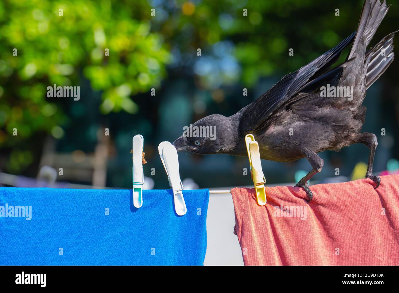 Dohlen (Corvus monedula). Jugendlich. Jungfling. Junger Vogel. Barschen an einer Wäscheleine selektiv untersucht plastikfarbene Stifte, halten Tuch Stockfoto