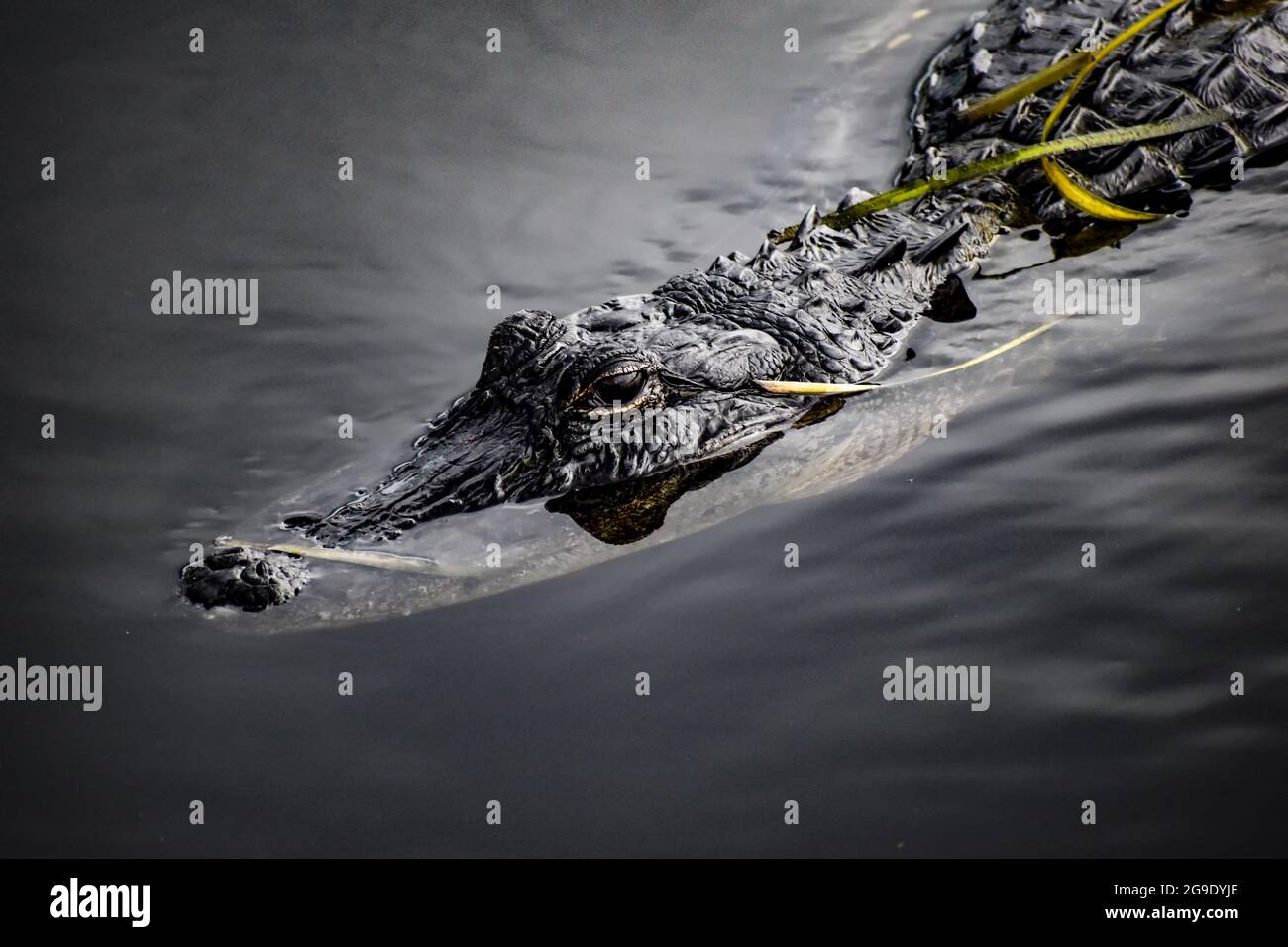 Alligator schwimmend im Wasser des Sumpfes Stockfoto
