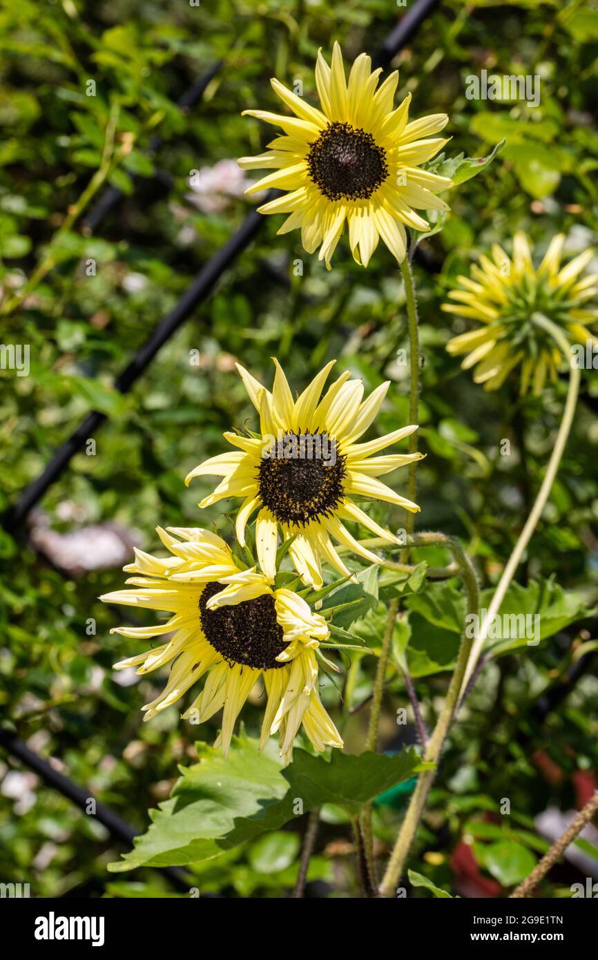 „Ice Cream“-Sonnenblume aus Cucumberleaf, Miniatyrsolros (Helianthus debilis) Stockfoto