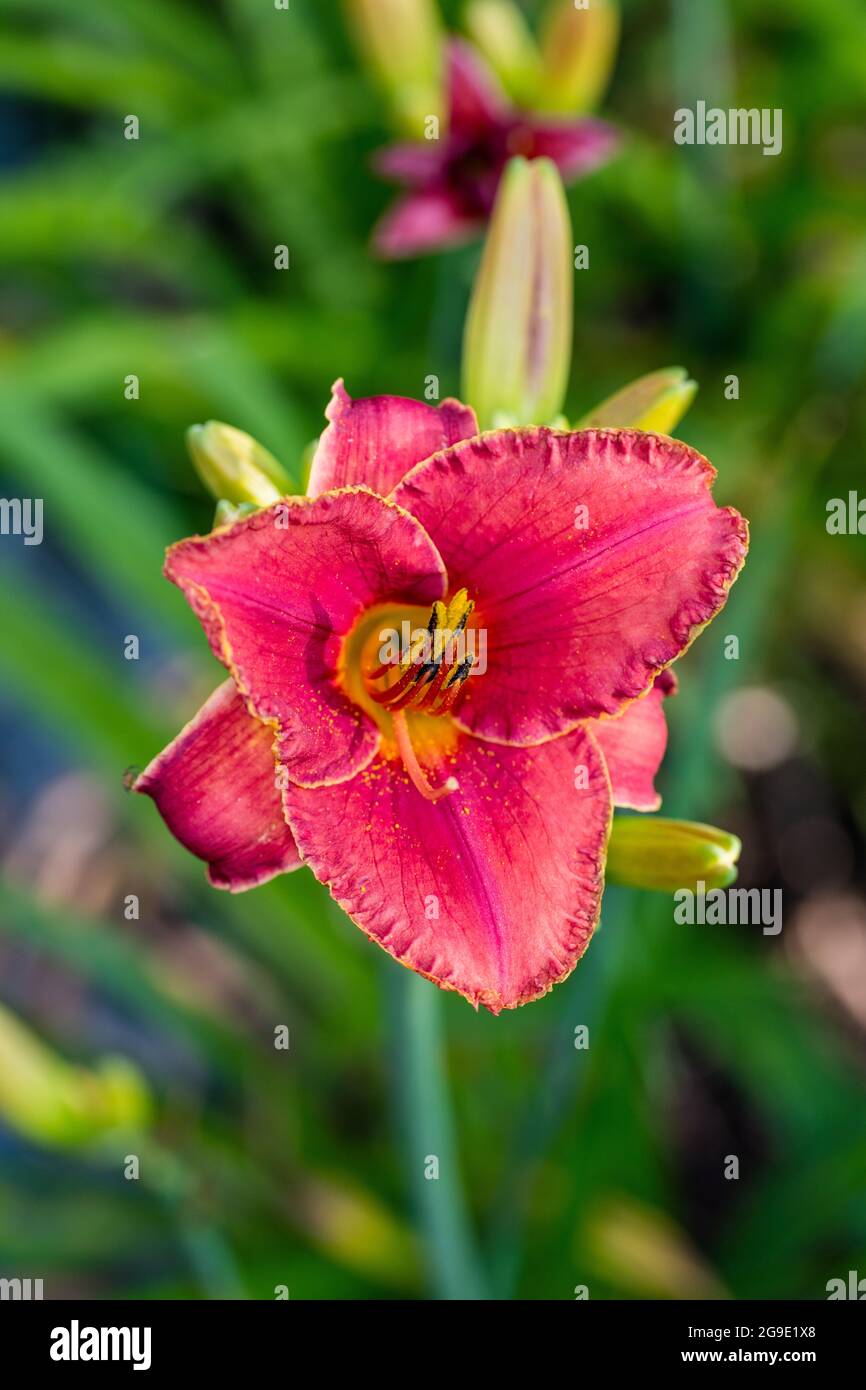 "Forsyth Doppel Datum "Daylily, Daglilja (Hemerocallis) Stockfoto