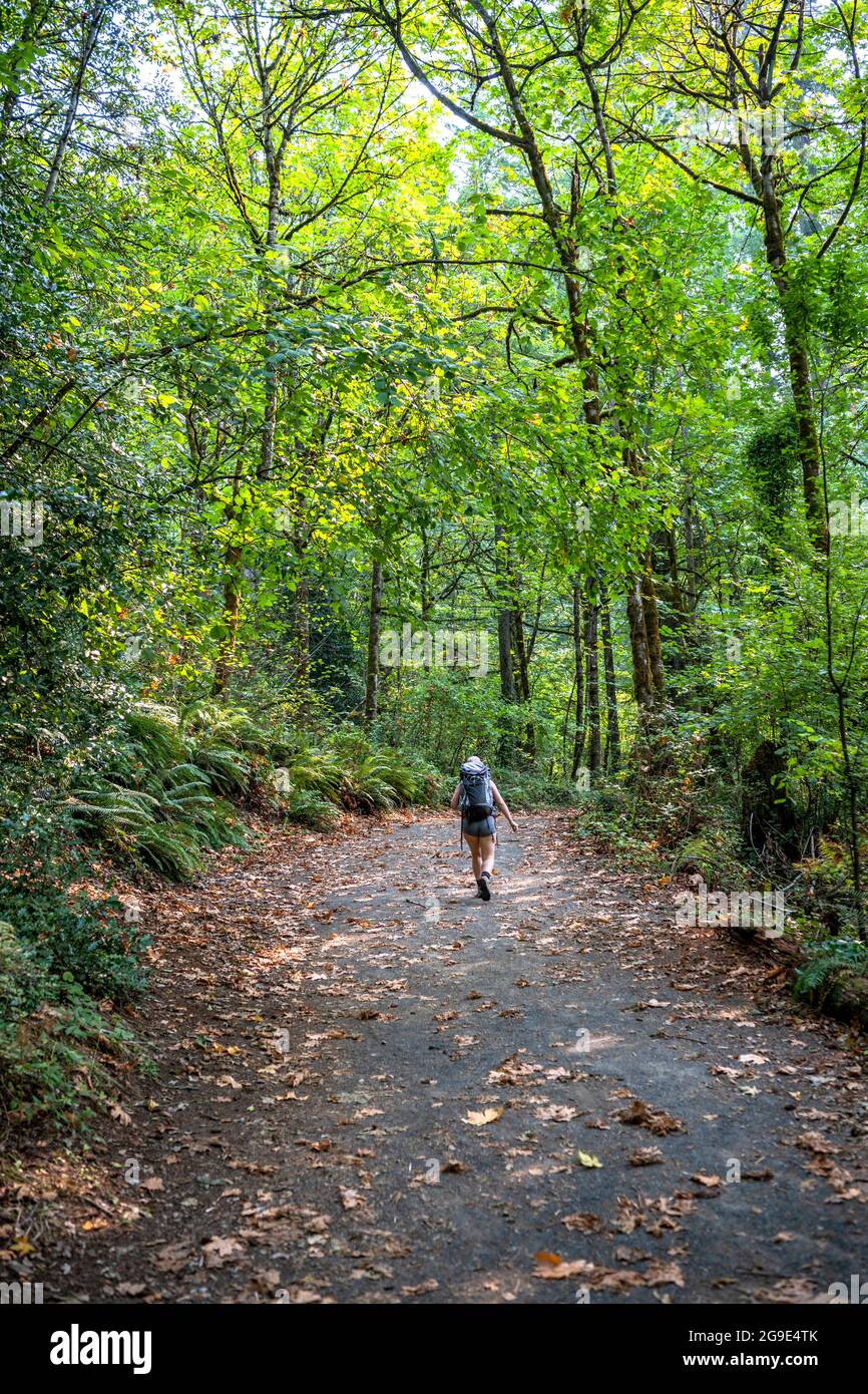 Weibliche Wanderer Reisende mit einem großen Rucksack schnell entlang einer gewundenen wilden Laubwaldweg, bevorzugt aktive Erholung in der Natur zu verbessern Stockfoto