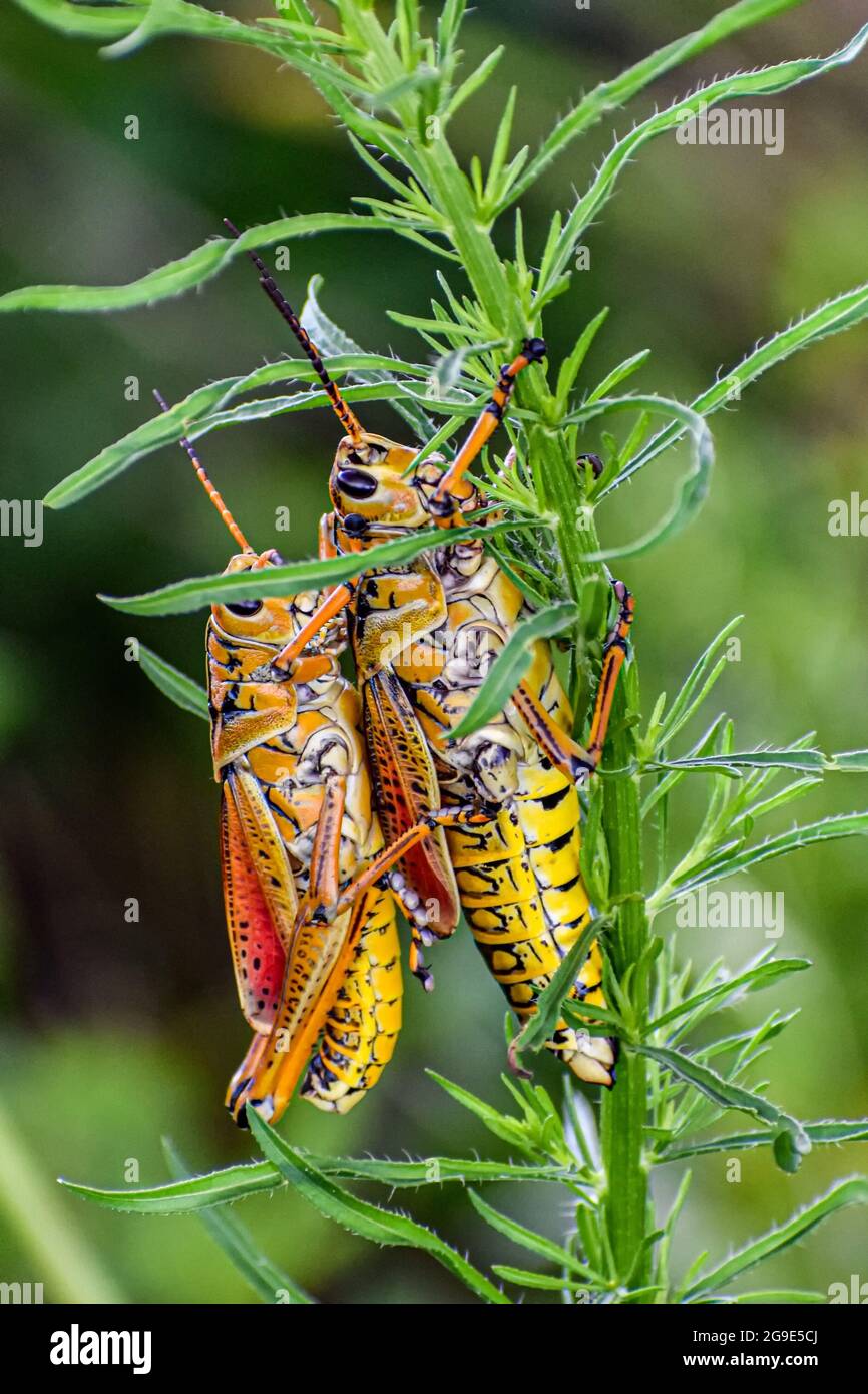 Orangefarbene und gelbe Heuschrecke im Sumpf. Stockfoto