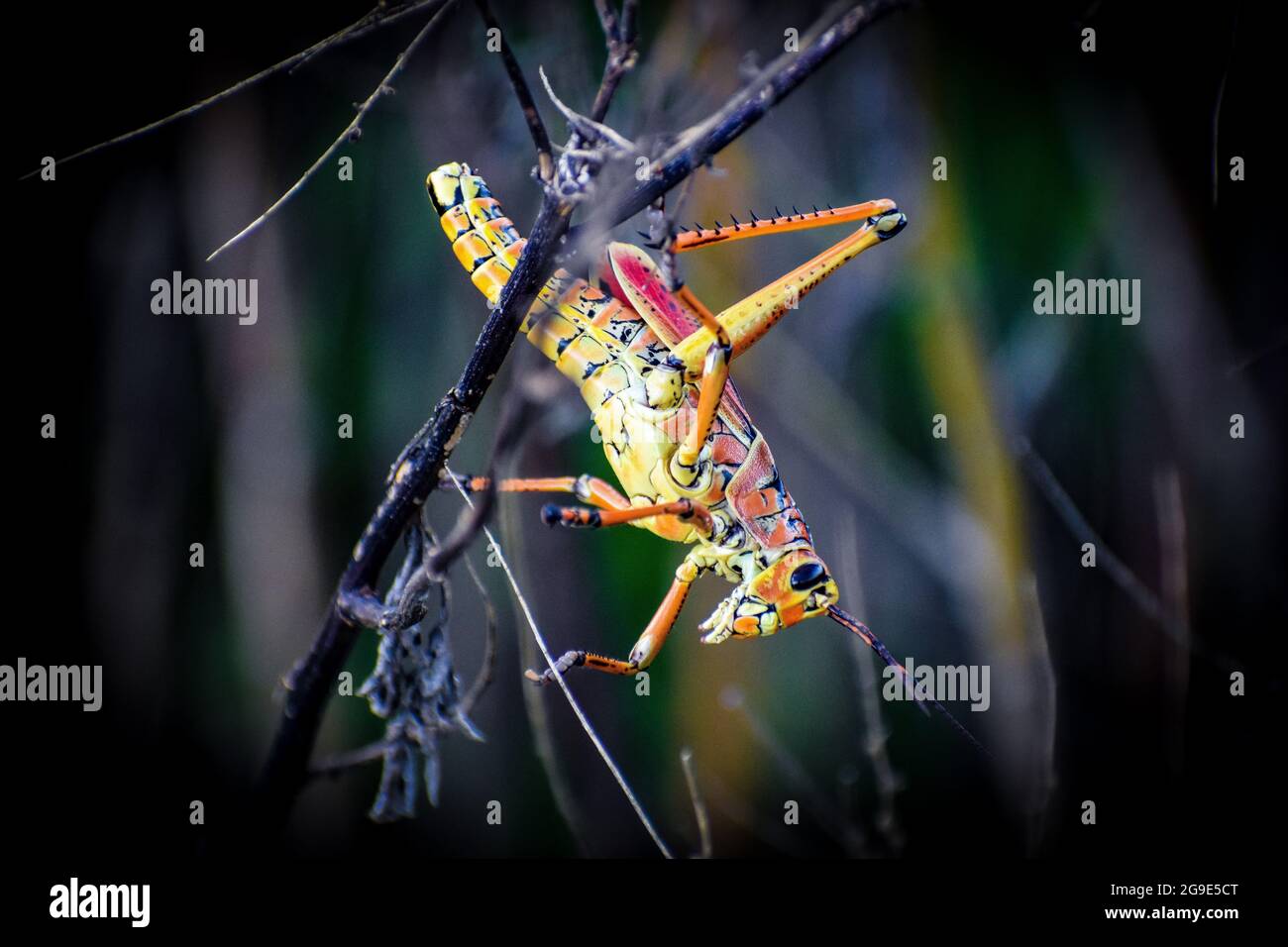 Orangefarbene und gelbe Heuschrecke im Sumpf. Stockfoto