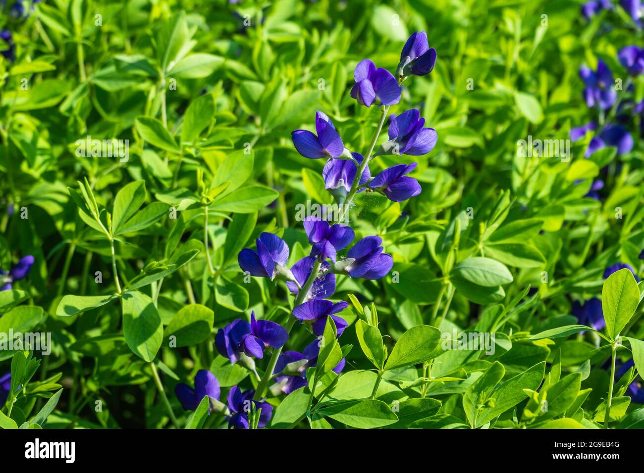 Baptizia Australis, allgemein bekannt als Blue Wild Indigo im Garten Stockfoto