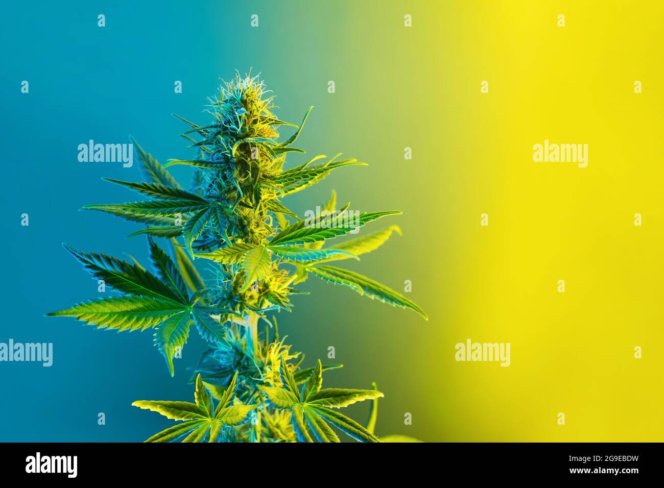 Cannabis blühende Pflanze in zitronengelben und blauen Farben. Schöner Hintergrund mit farbigen Marihuana Blume. Banner mit leerem Platz für Text. Aesthe Stockfoto
