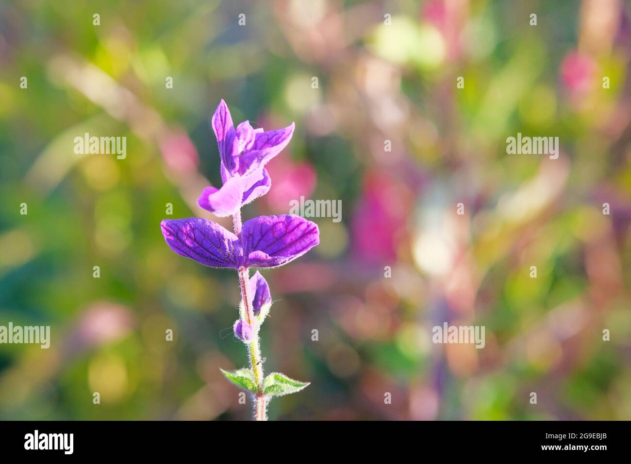 Lila Blume in Blüte auf unscharfem hellen Hintergrund. Sonnenblendung auf Blütenblättern aus violetten Blüten im Frühling. Speicherplatz kopieren. Stockfoto