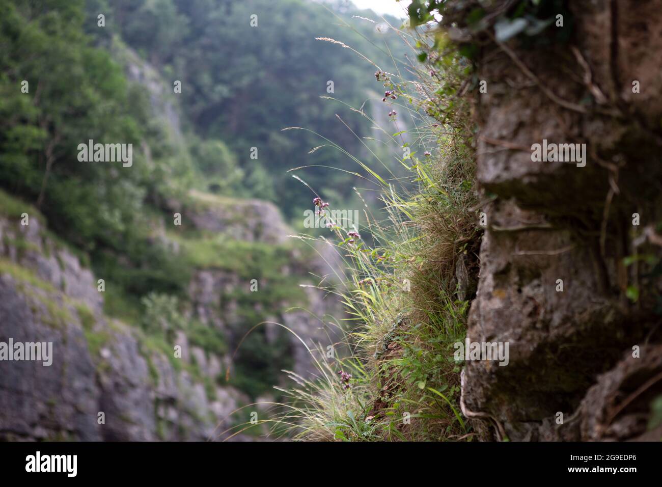 Gräser wachsen aus den Felsen Stockfoto