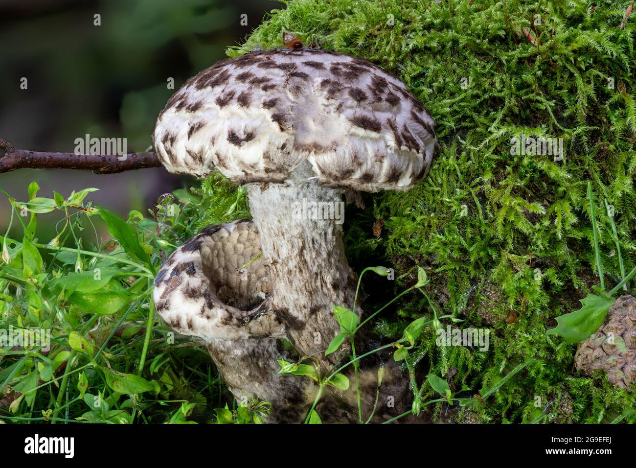 Detailansicht eines alten Mannes aus dem Wald Pilz Strobilomyces strobilaceus im Moos Stockfoto