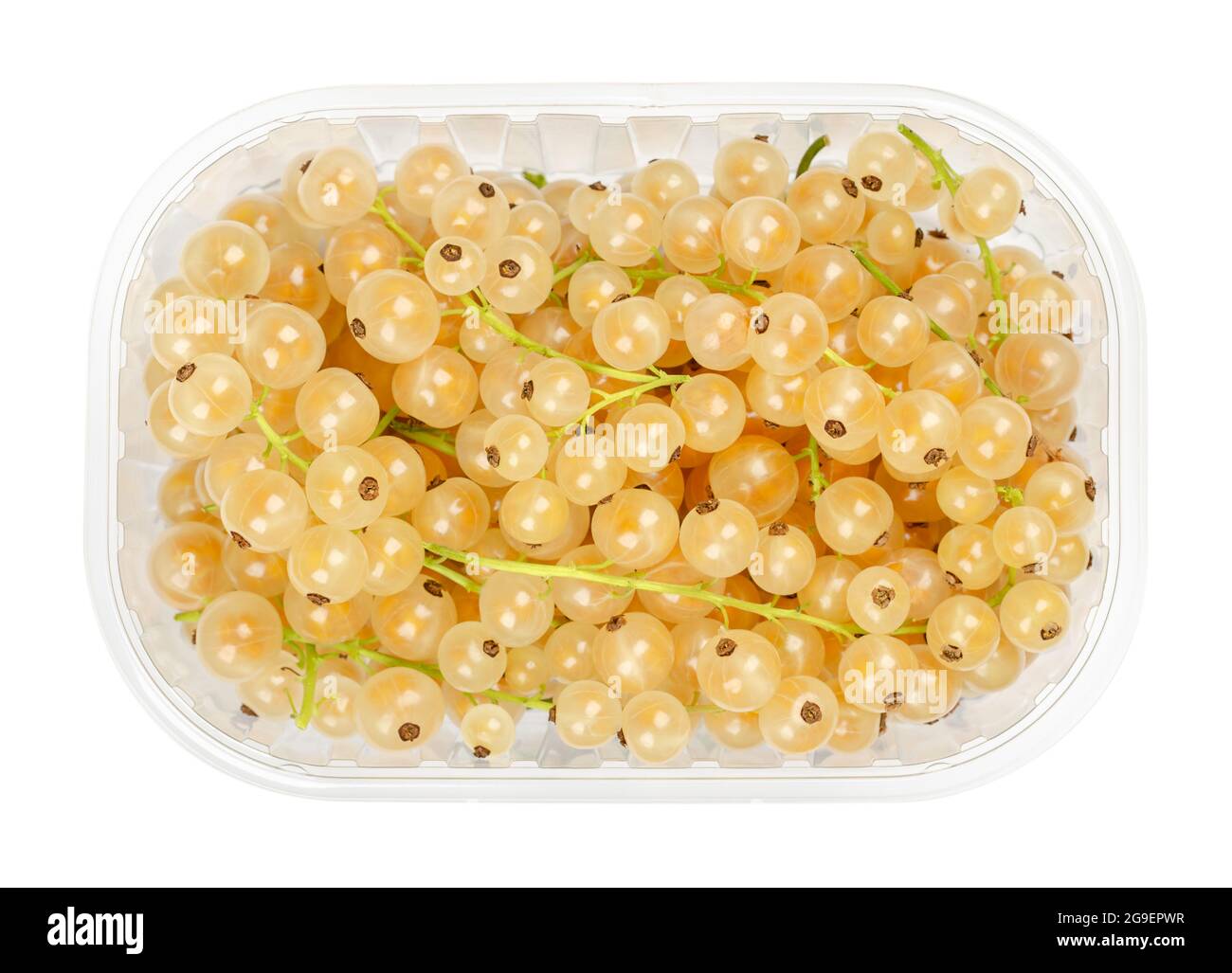 Weiße Johannisbeeren, in einem Plastikbehälter. Frische reife weißrote Beeren, kugelförmige essbare Früchte von Ribes rubrum, einer roten Johannisbeersorte. Stockfoto
