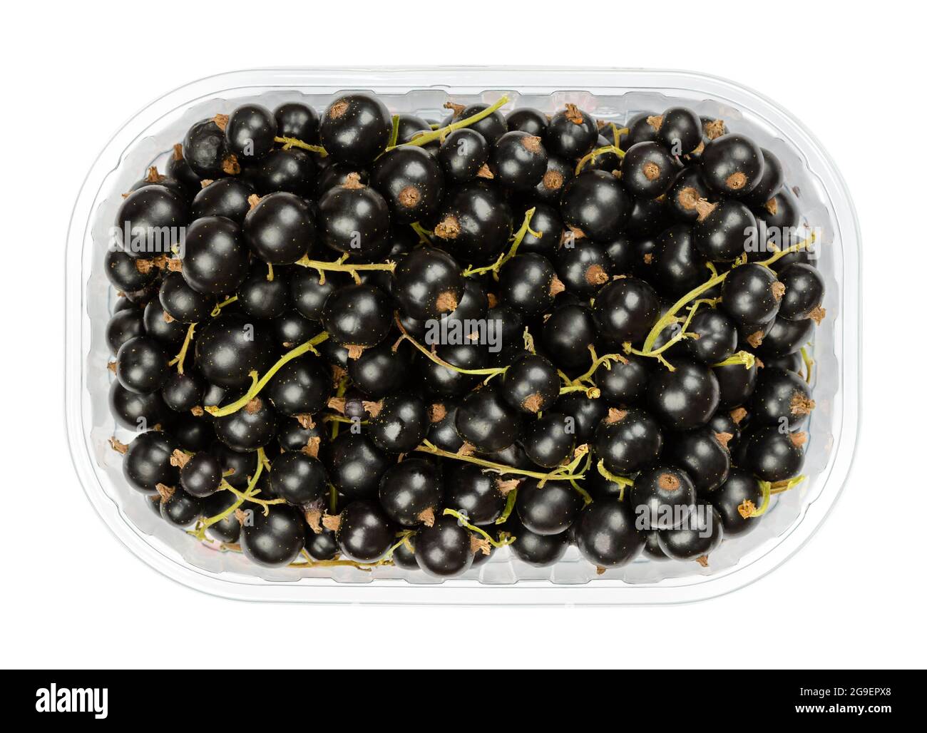 Schwarze Johannisbeeren, in einem Plastikbehälter. Frische reife schwarze Johannisbeeren, bekannt als Cassis, kugelförmige essbare Früchte von Ribes nigrum. Stockfoto