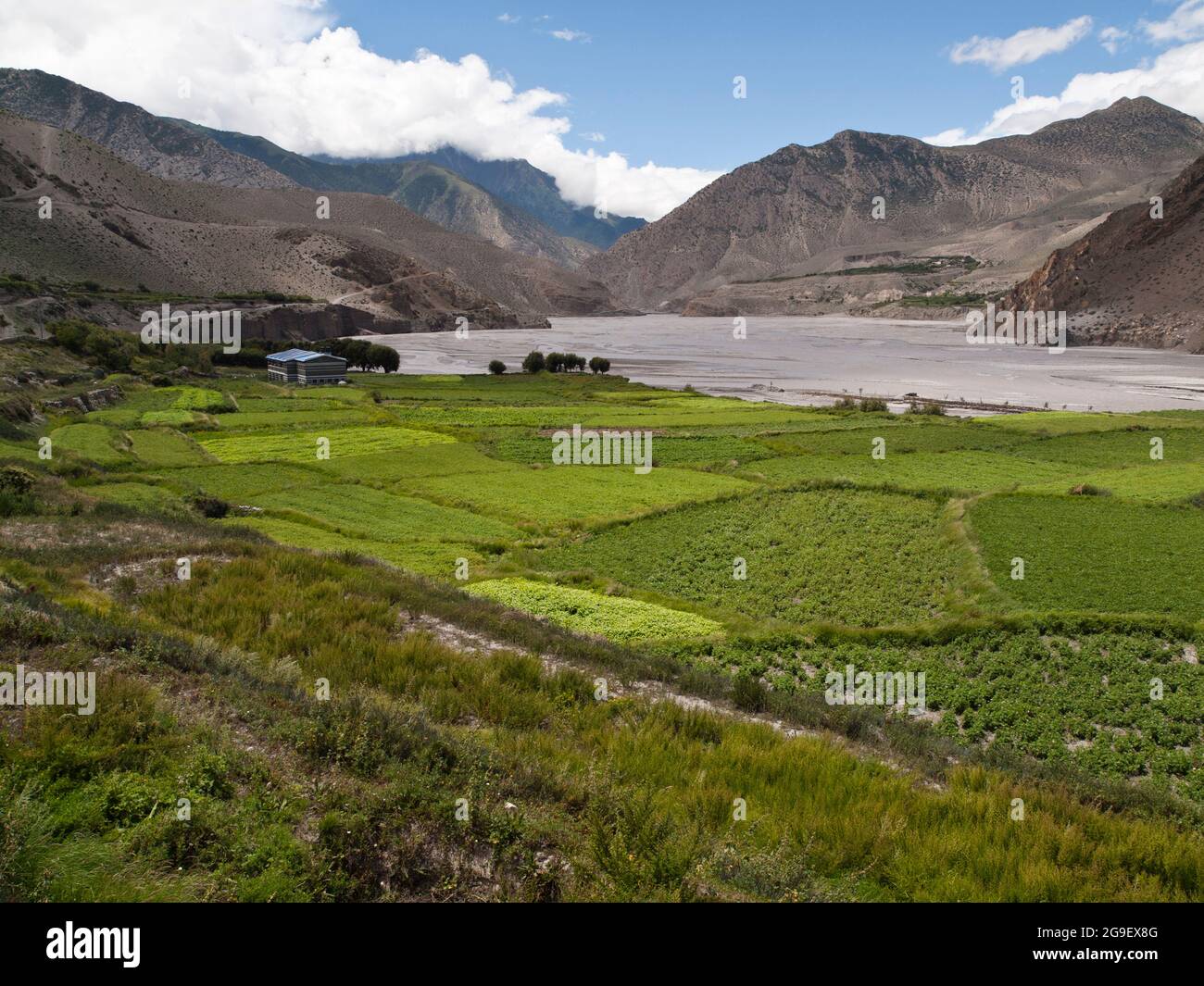 Kultivierte Felder oberhalb von Kali Gandaki, Kagbeni. Mustang Stockfoto