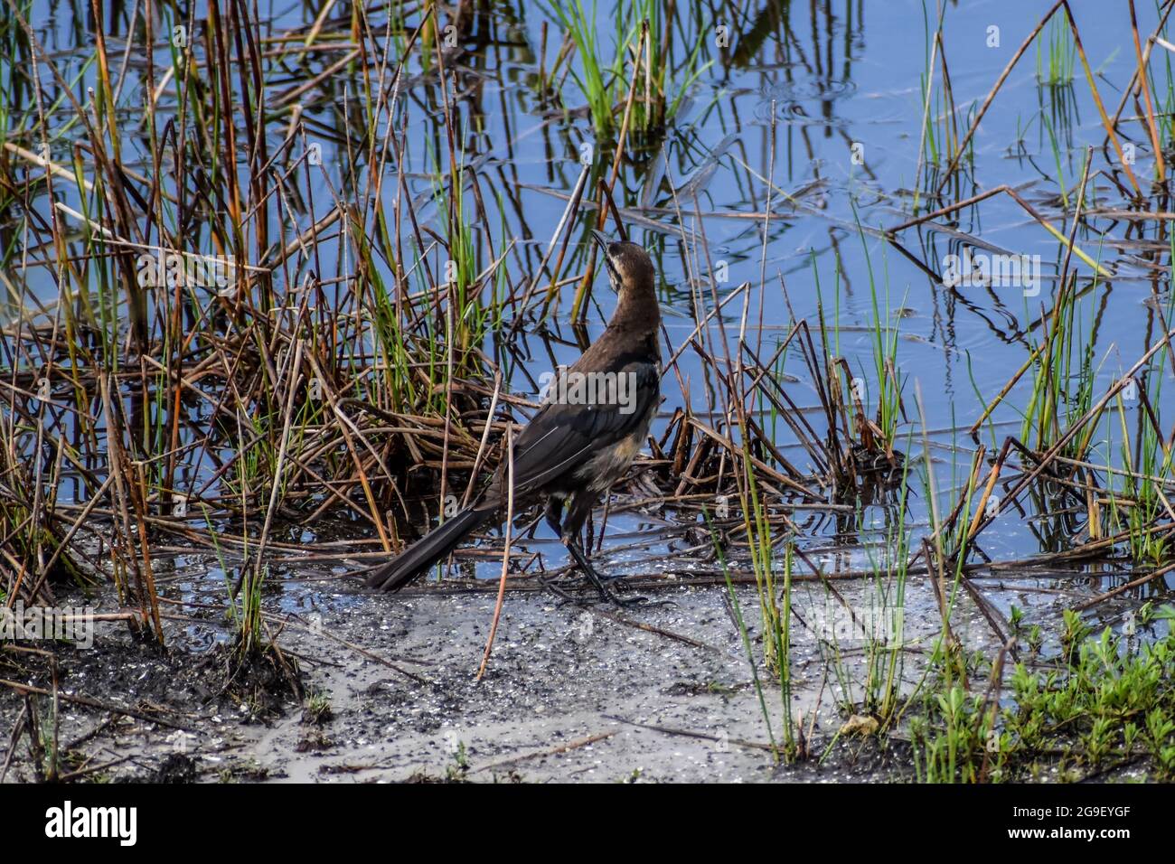 Boot-tailed Grackle (Quiscalus major), Arthur R Marshall National Wildlife Reserve, Loxahatchee, Florida Stockfoto
