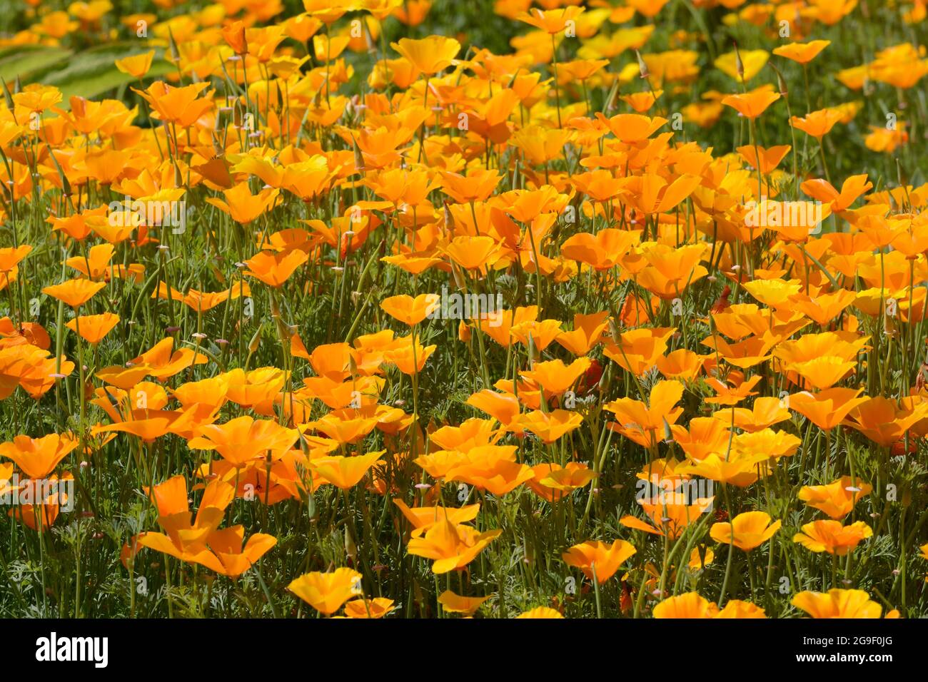 Ein Feld großen Fleck der kalifornischen Mohnblumen Eschschscholzia californica in Sonnenschein Stockfoto