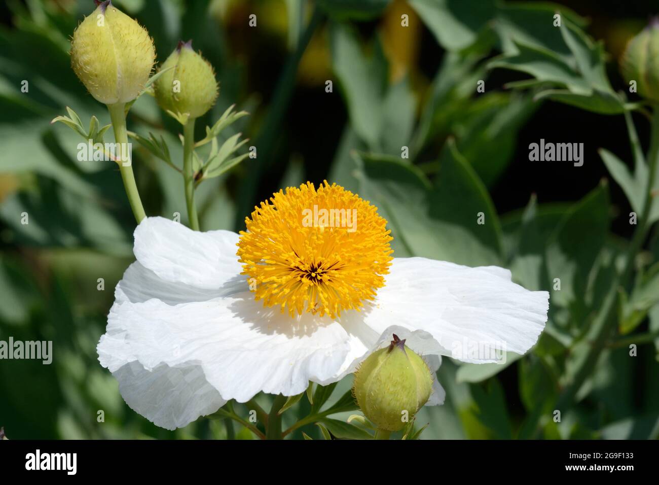 Californian Tree Poppy Rommney coulteri reinweiße, gekräckte Mohnblüten mit gelben Staubgefäßen Stockfoto