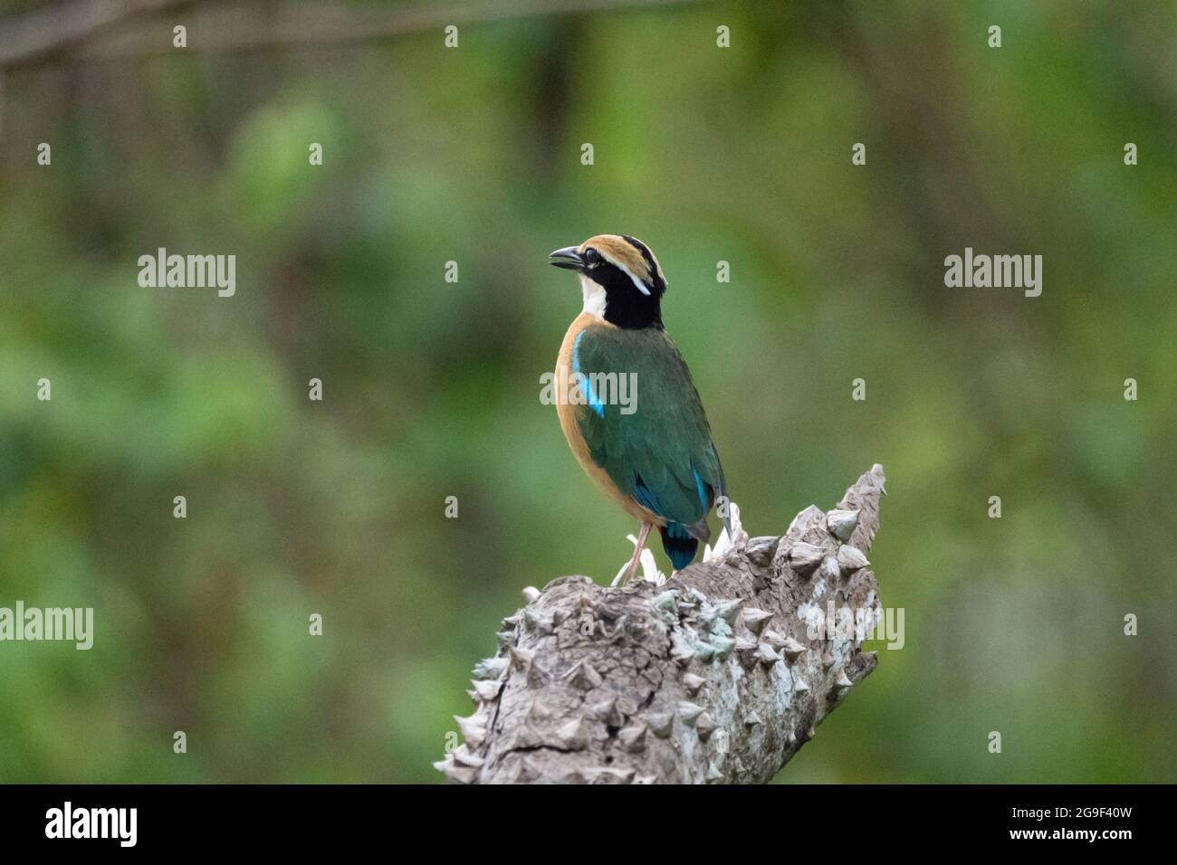 Indische Pitta, Pitta brachyura in Porvorim, Goa, Indien Stockfoto