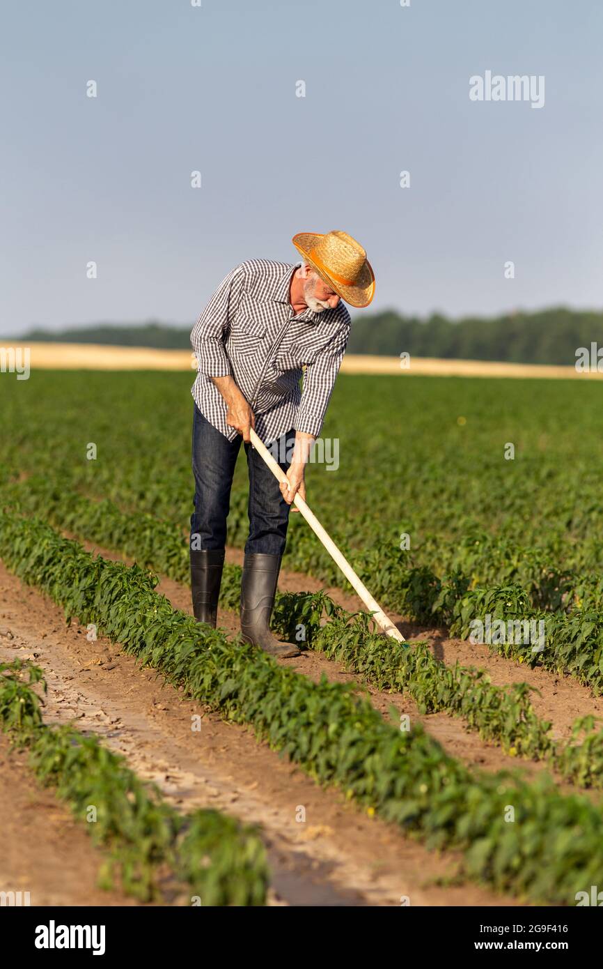 Leitender Landwirt, der bei Sonnenschein im Freien arbeitet. Mann trägt Strohhut mit Gartengeräten Jäten Hacke in Pfefferfeld. Stockfoto