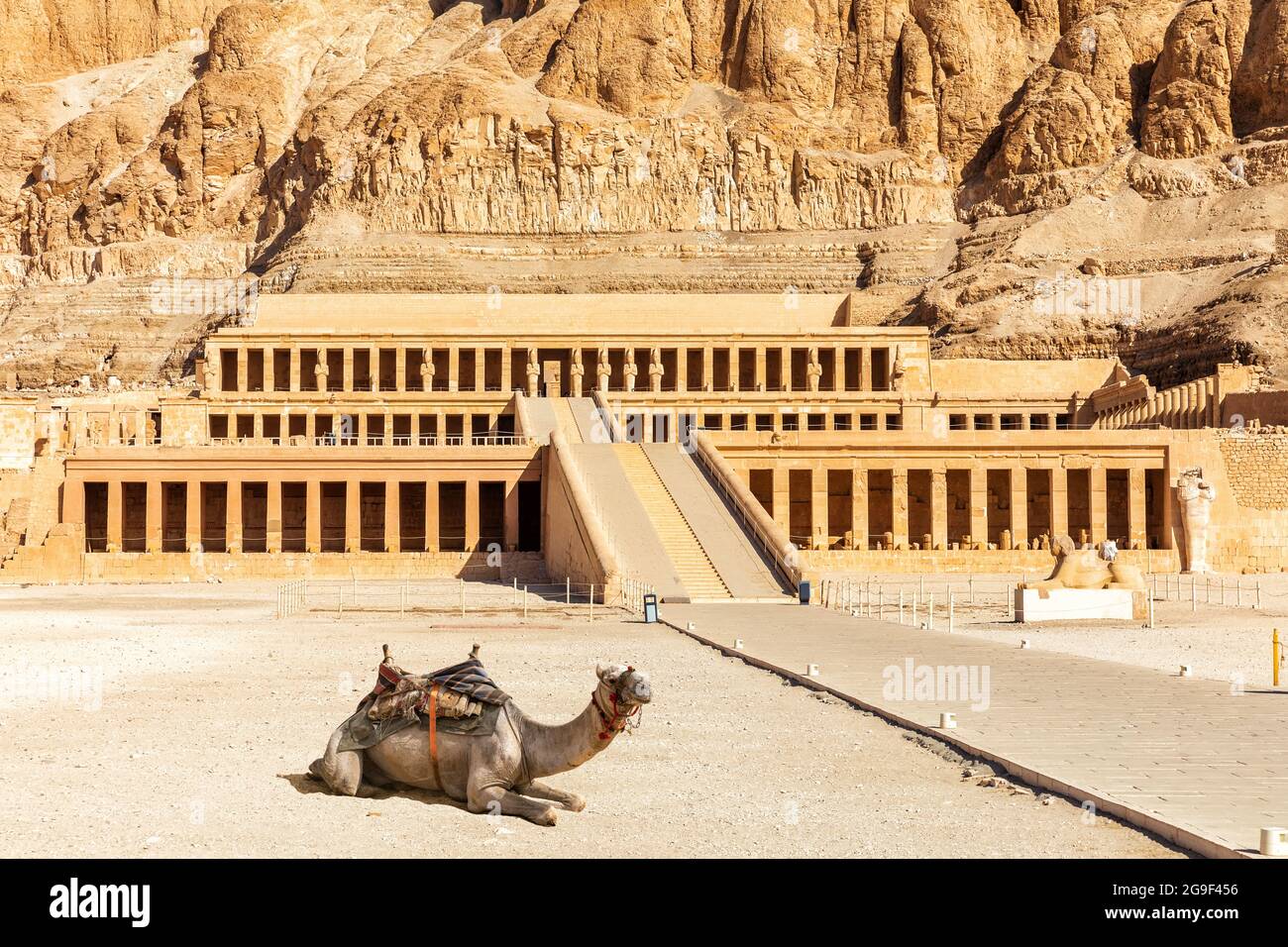 Niedliches Kamel in der Nähe des Totentempels von Hatschepsut, Luxor, Oberägypten Stockfoto