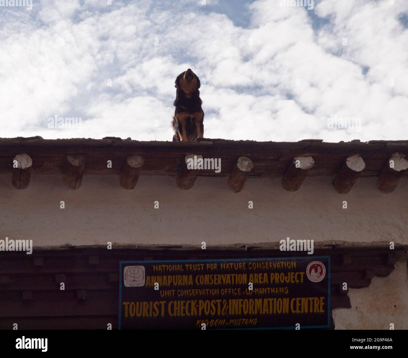 Hund auf dem Dach des ACAP-Büros, Kagbeni, Upper Mustang, Nepal Stockfoto