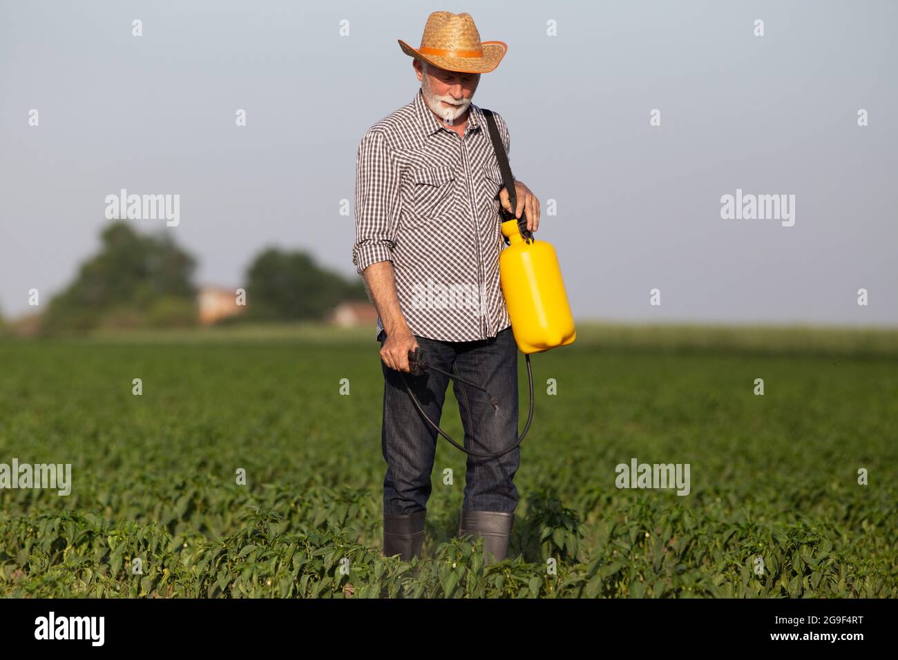 Älterer Landwirt, der auf dem Feld läuft und Pflanzen mit Pestiziden besprüht. Mann trägt Strohhut mit Handpumpensprüher, der im Pfefferfeld arbeitet. Stockfoto