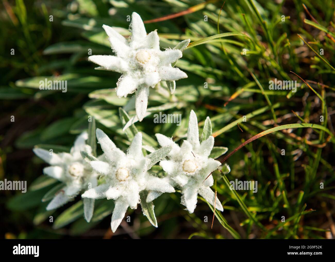 Leontopodium alpinum subsp. Nivalis, ein von edelweiss geschützter Blumenarten an der Chamoiswand, UNESCO-Biosphärenreservat, Zentralbalkan, Bulgarien, Europa Stockfoto