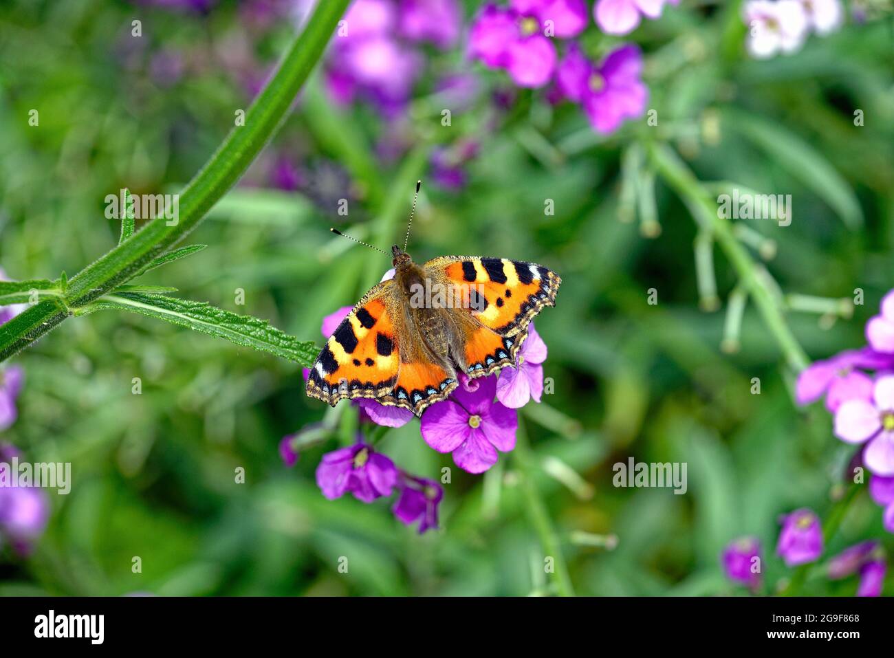Nahaufnahme eines kleinen Tortoiseshell-Schmetterlings, Aglais urticae, der auf der Blütenpracht eines Bowles mauve erysimum ruht. Stockfoto