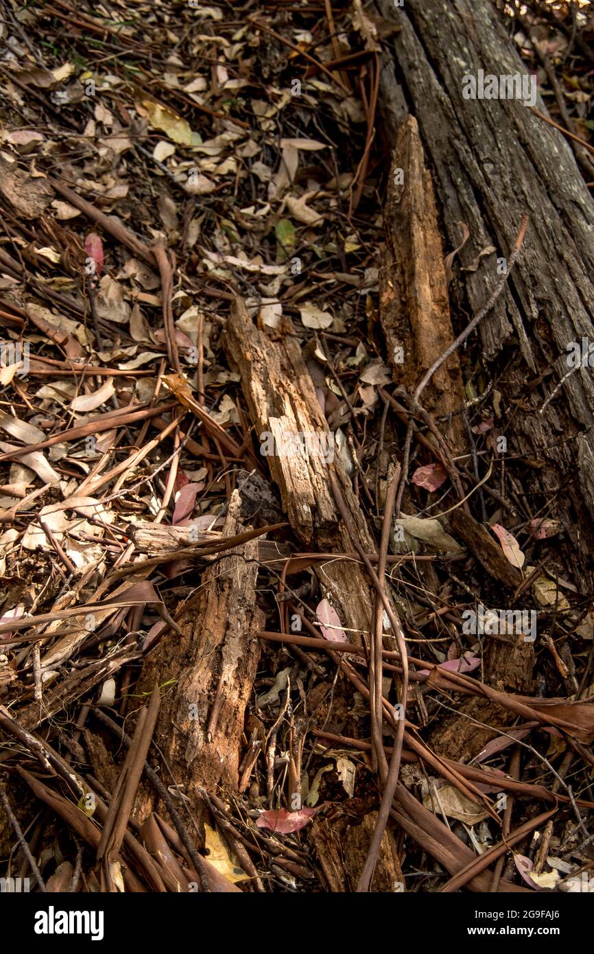 Organischer Schutt auf dem Waldboden im subtropischen australischen Tiefland-Regenwald in Queensland. Rinde, Holz, Blätter, bilden dicke Bodenbedeckung. Stockfoto